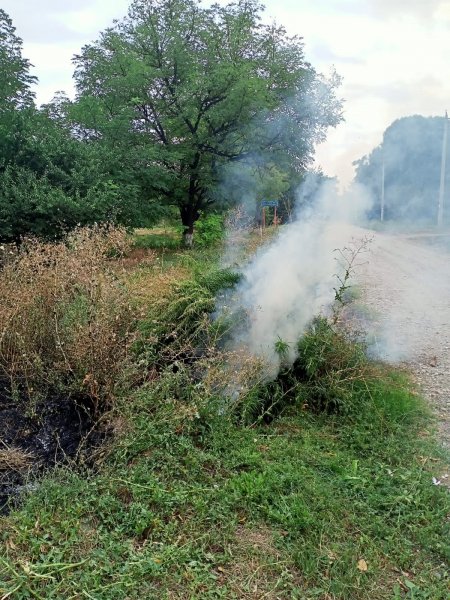 В Советском городском округе полицейскими уничтожен очаг произрастания дикорастущей конопли